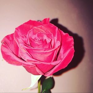 Meet your Posher, Alondra